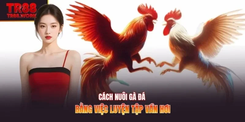 Cách nuôi gà đá bằng việc luyện tập vần hơi