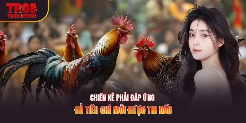 Chiến kê phải đáp ứng đủ tiêu chí mới được thi đấu